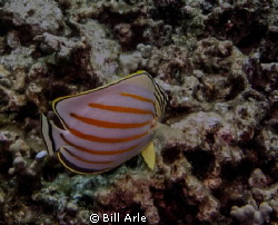 Off the Big Island, Hawaii. by Bill Arle 